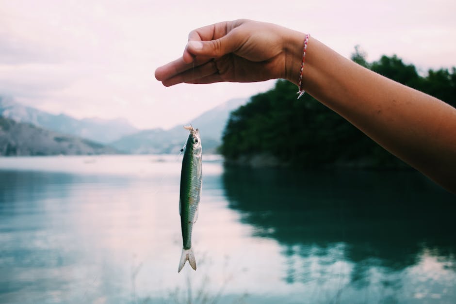 Crop anonymous person demonstrating small fish caught in lake surrounded by green bushes and mountains